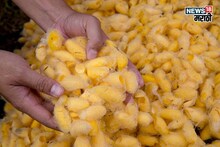 सरकारकडून अनुदान मिळवा, कमी जागेत व्यवसाय सुरू करा अन् महिन्याला 1 ते 2 लाख कमवा ते कसं?