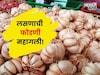 तुम्हालाही कधी प्रश्न पडलाय का?हिवाळ्यातच लसूण महाग का होतो? त्यामागचं कारण काय?