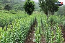 डिसेंबरमध्ये शेतात या विदेशी फुलांची लागवड करा, अन् 8,00,000 पर्यंत उत्पन्न मिळवा