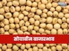 दत्त जयंतीच्या दिवशी सोयाबीनच्या दरात मोठी ऊसळी! बाजारभाव स्थिर राहणार का?