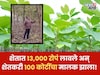 एका निर्णयाने बदललं आयुष्य! शेतात13,000 रोपं लावले अन् 100 कोटींचे झाले मालक