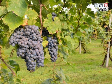 घरच्या गार्डनमध्ये द्राक्षं कशी पिकवायची? A TO Z माहिती घरच्या गार्डनमध्ये द्राक्षं कशी पिकवायची? A TO Z माहिती