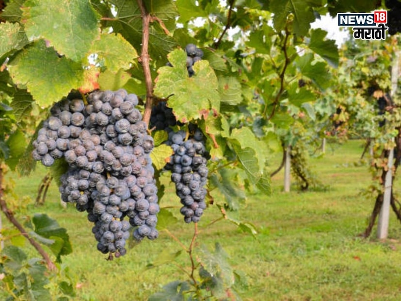 Agriculture News Agriculture News