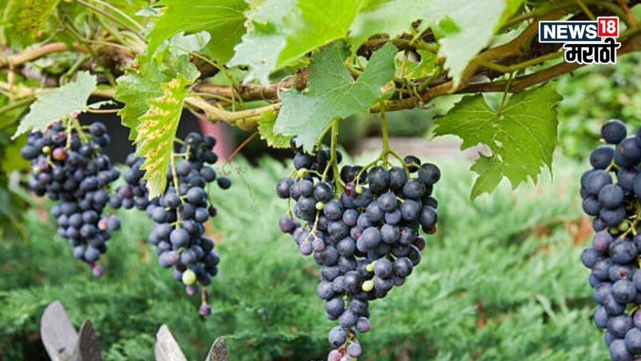 घरच्या गार्डनमध्ये द्राक्षं कशी पिकवायची? A TO Z माहिती