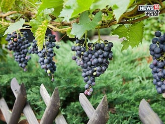 घरच्या गार्डनमध्ये द्राक्षं कशी पिकवायची? A TO Z माहिती