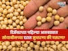 डिसेंबरच्या पहिल्या आठवड्यात सोयाबीनच्या दरात मोठी सुधारणा! आजचे मार्केट काय?
