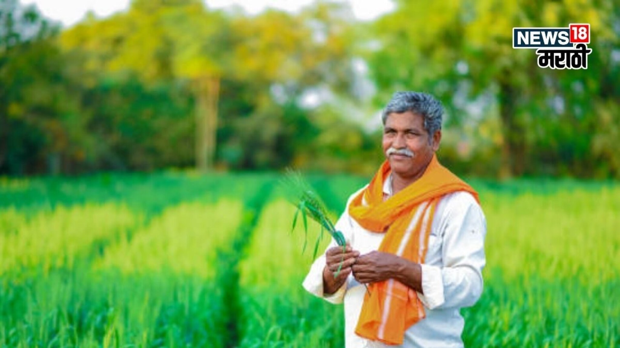 गव्हाची पेरणी केली आता 'या' भयंकर रोगांपासून पिकाचं  करा संरक्षण! उपाय काय?