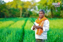 गव्हाची पेरणी केली आता 'या' भयंकर रोगांपासून पिकाचं करा संरक्षण! उपाय काय?