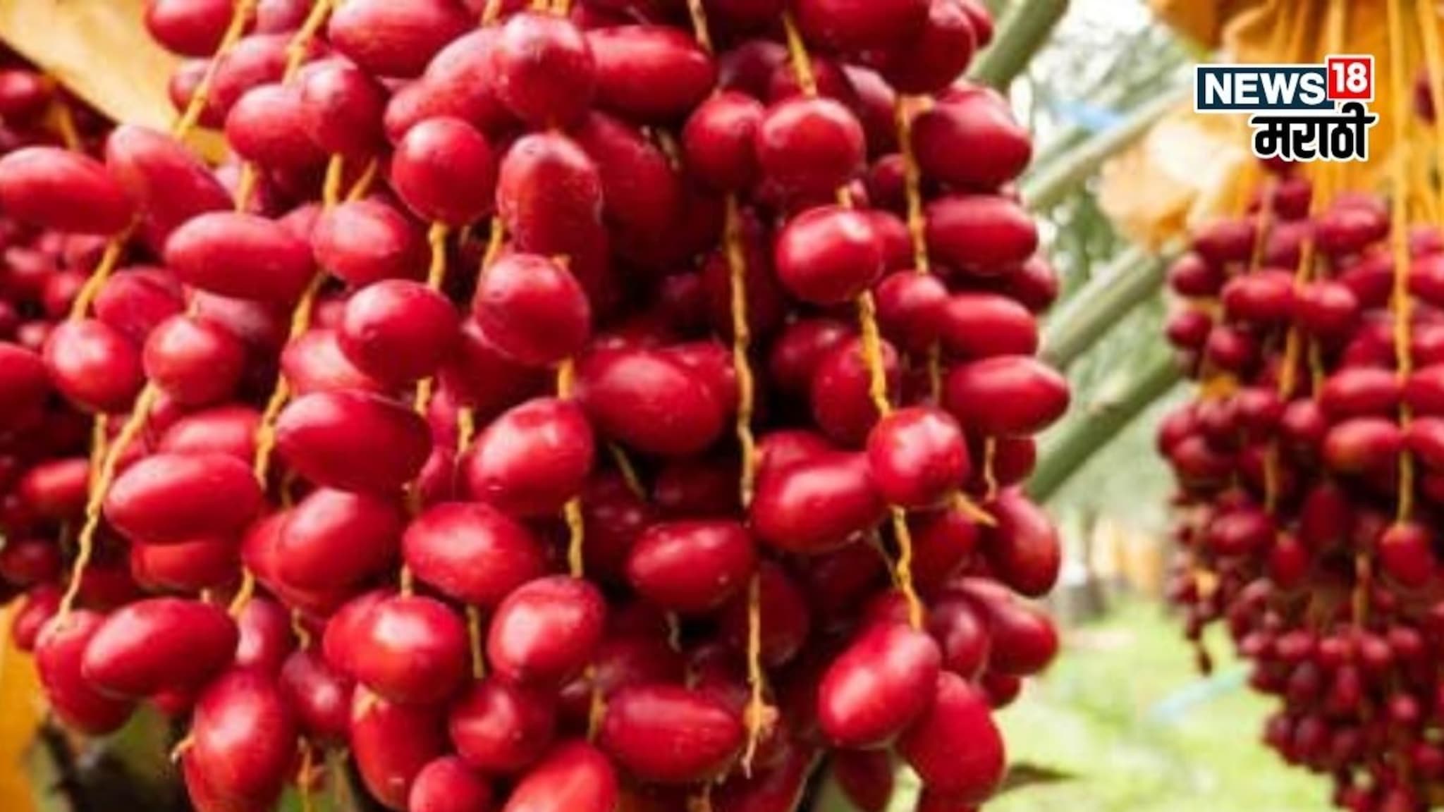 महाराष्ट्रात या शेतीचा ट्रेंड वाढला! एकदाच लागवड अन् 50 वर्षे उत्पन्न, वर्षाला करा 8 लाखापर्यंत कमाई