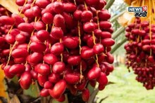 महाराष्ट्रात या शेतीचा ट्रेंड वाढला! एकदाच लागवड अन् 50 वर्षे उत्पन्न, वर्षाला करा 8 लाखापर्यंत कमाई