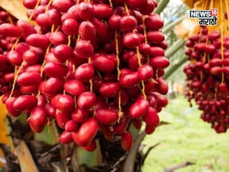 महाराष्ट्रात या शेतीचा ट्रेंड वाढला! एकदाच लागवडकरा अन् 50 वर्षे उत्पन्न मिळवा