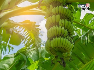 Agriculture News Agriculture News