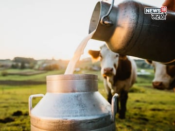 सेंधा मीठासोबत 250 ग्रॅम हा पदार्थ जनावरांना खायला द्या,दुधात होईल दुप्पट वाढ सेंधा मीठासोबत 250 ग्रॅम हा पदार्थ जनावरांना खायला द्या,दुधात होईल दुप्पट वाढ