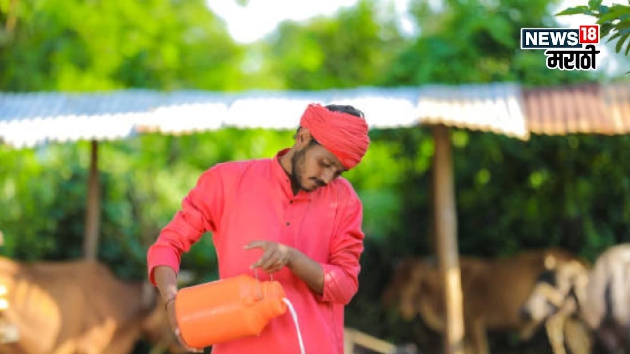 सुपर सिक्रेट! सेंधा मीठासोबत फक्त 250 ग्रॅम हा पदार्थ जनावरांना खायला द्या, दुधात होईल दुप्पट वाढ