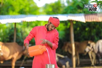 सेंधा मीठासोबत 250 ग्रॅम हा पदार्थ जनावरांना खायला द्या,दुधात होईल दुप्पट वाढ