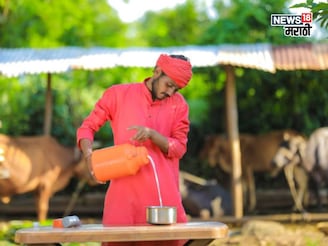 सेंधा मीठासोबत 250 ग्रॅम हा पदार्थ जनावरांना खायला द्या,दुधात होईल दुप्पट वाढ