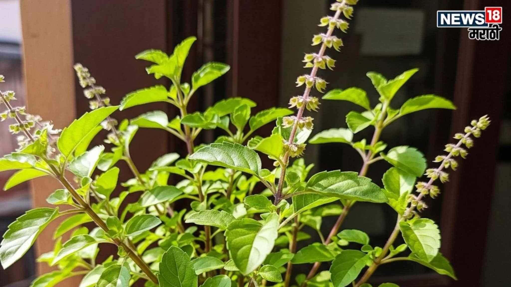 2026 च्या पहिल्याच दिवशी घराच्या मुख्य दरवाज्याला बांधा 'ही' एक गोष्ट, नवीन वर्षात होणार नाही पैशाची कमी!