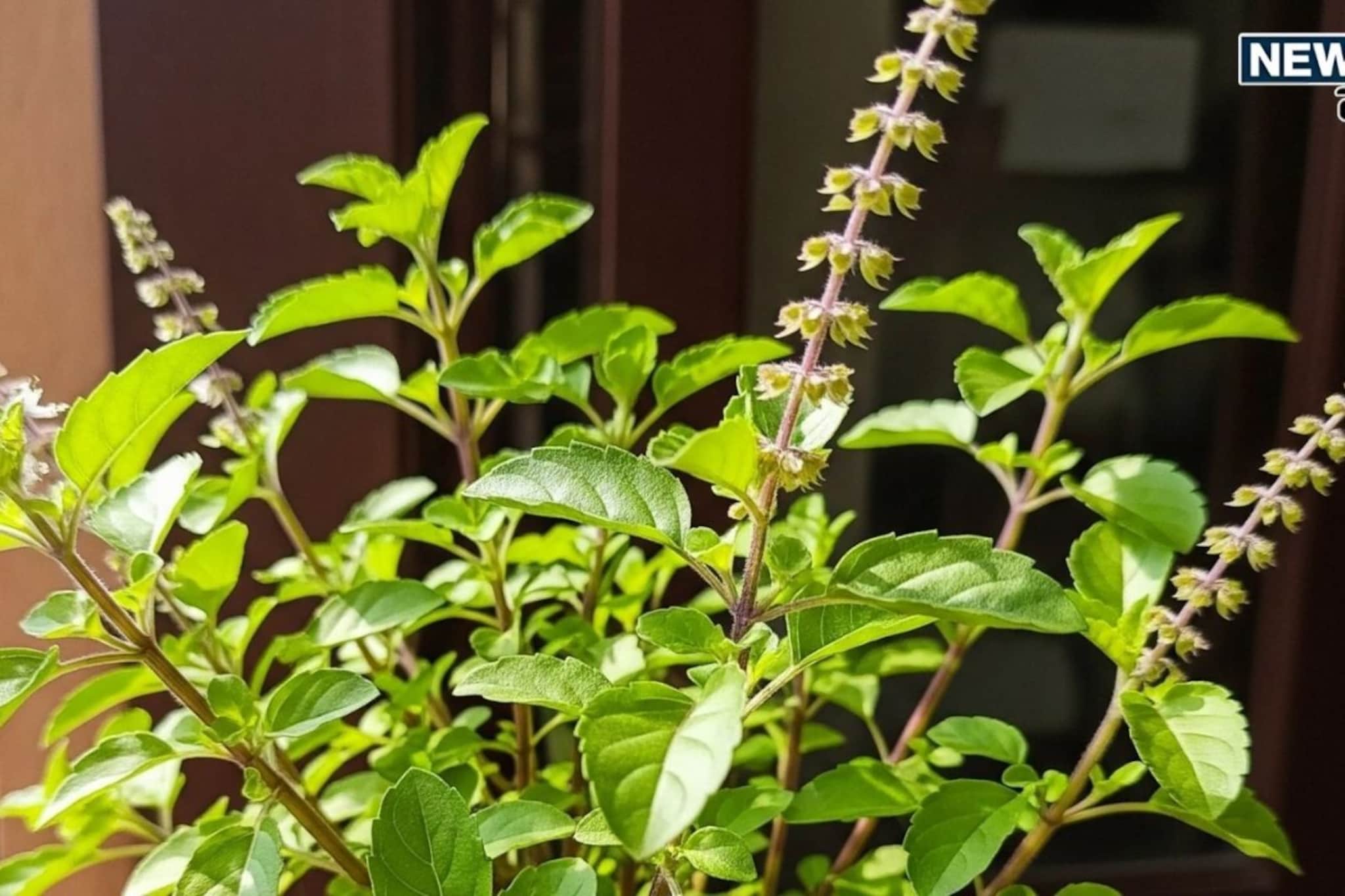 घराच्या मुख्य दरवाज्याला बांधा 'ही' एक गोष्ट, नवीन वर्षात होणार नाही पैशाची कमी!