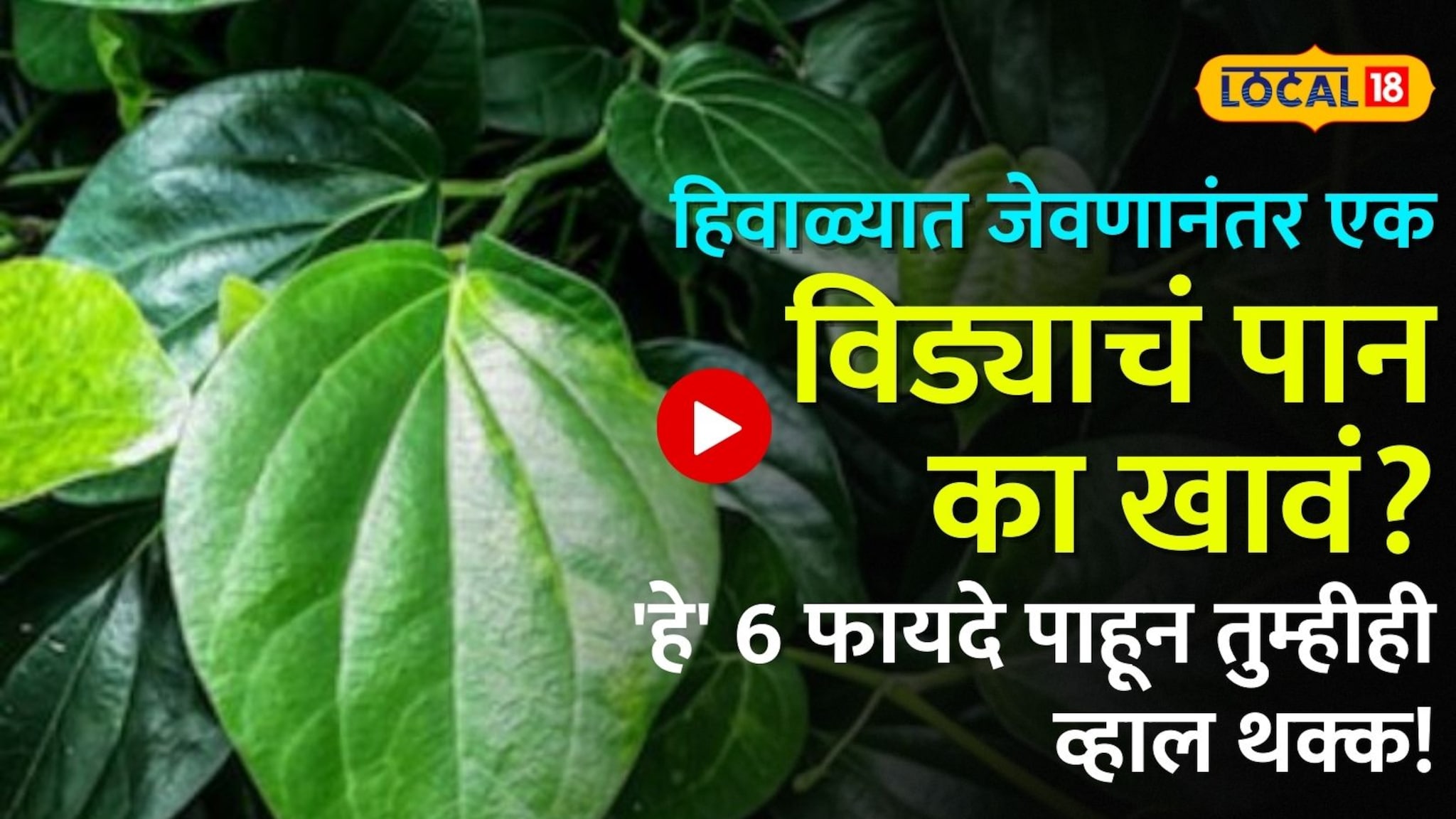 हिवाळ्यात जेवणानंतर एक विड्याचं पान का खावं? 'हे' 6 फायदे पाहून तुम्हीही व्हाल थक्क!