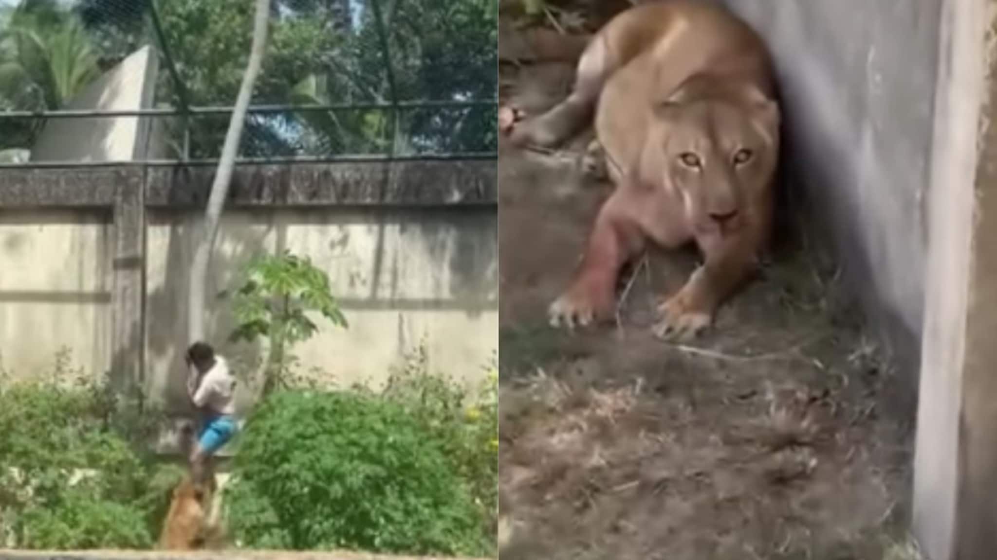 Video : तो झाडावरुन खाली उतरु लागला आणि... सिंहिणीच्या हल्ल्याचा तो व्हिडीओ अंगावर काटा आणेल