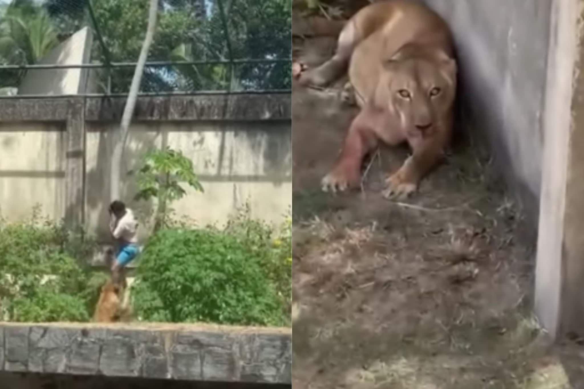 तो झाडावरुन खाली उतरु लागला आणि... सिंहिणीच्या हल्ल्याच व्हिडीओ अंगावर काटा आणेल