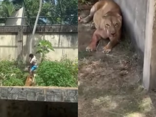 व्हायरल व्हिडीओ व्हायरल व्हिडीओ