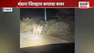 भंडारामध्ये कोरंभी परिसरात पट्टेरी वाघाचं दर्शन, व्हिडीओ व्हायरल, VIDEO 