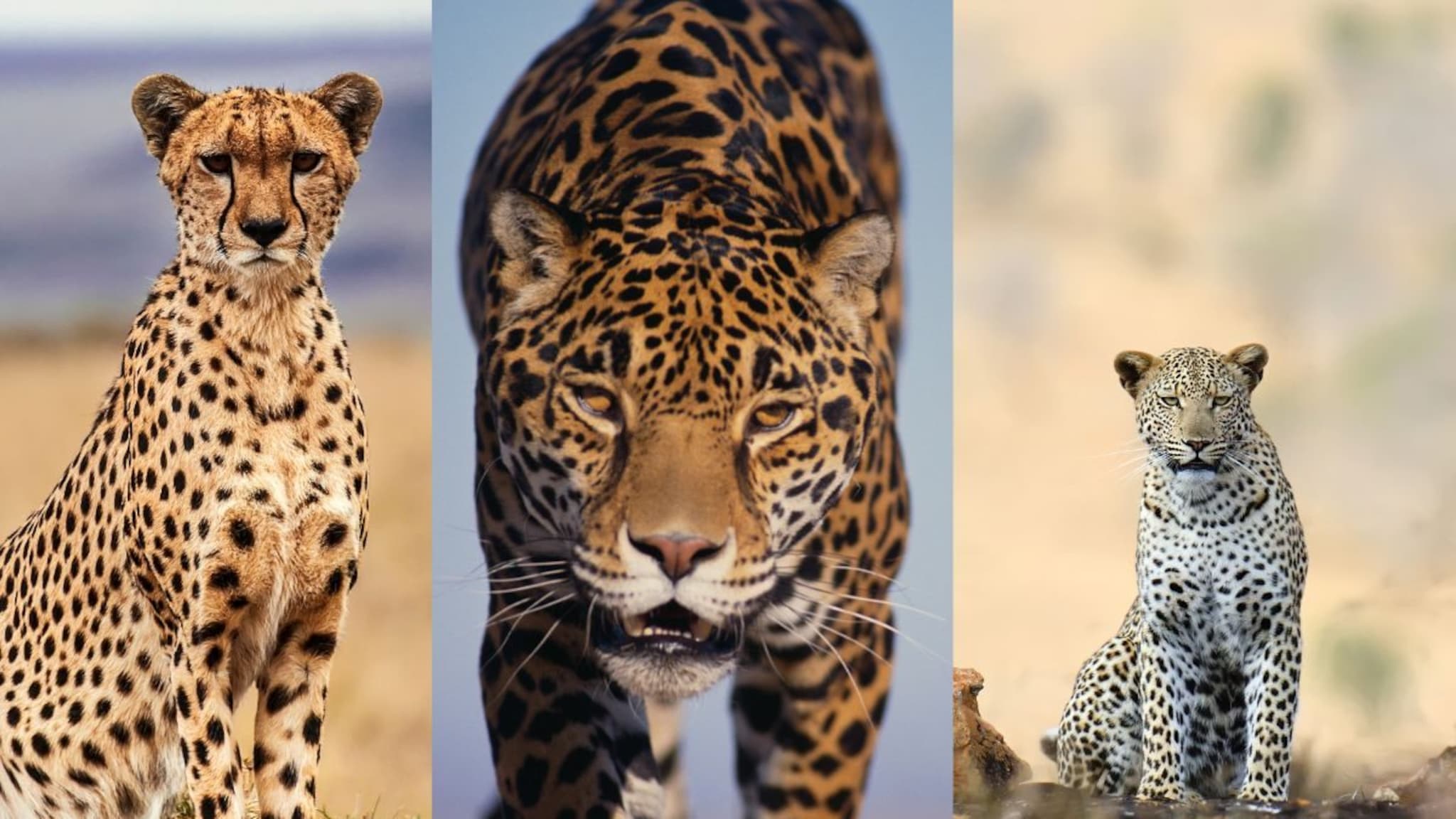 Wild Animals : चित्ता, बिबट्या आणि जॅग्वारमध्ये काय फरक? 'या' 3 सोप्या ट्रिकने लगेच ओळखा प्राणी