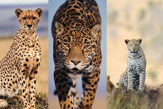 चित्ता, बिबट्या आणि जग्वारमध्ये काय फरक? 'या' 3 सोप्या ट्रिकने लगेच ओळखा प्राणी