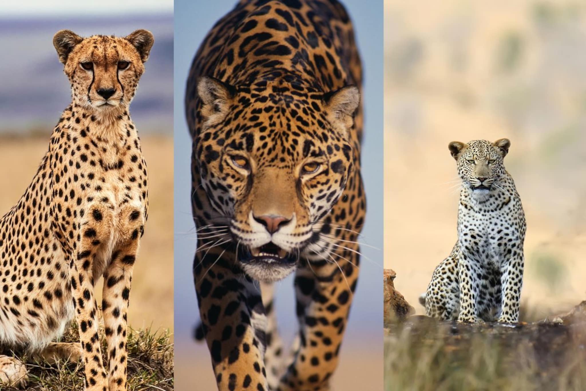 चित्ता, बिबट्या आणि जॅग्वारमध्ये काय फरक? 'या' 3 सोप्या ट्रिकने लगेच ओळखा प्राणी