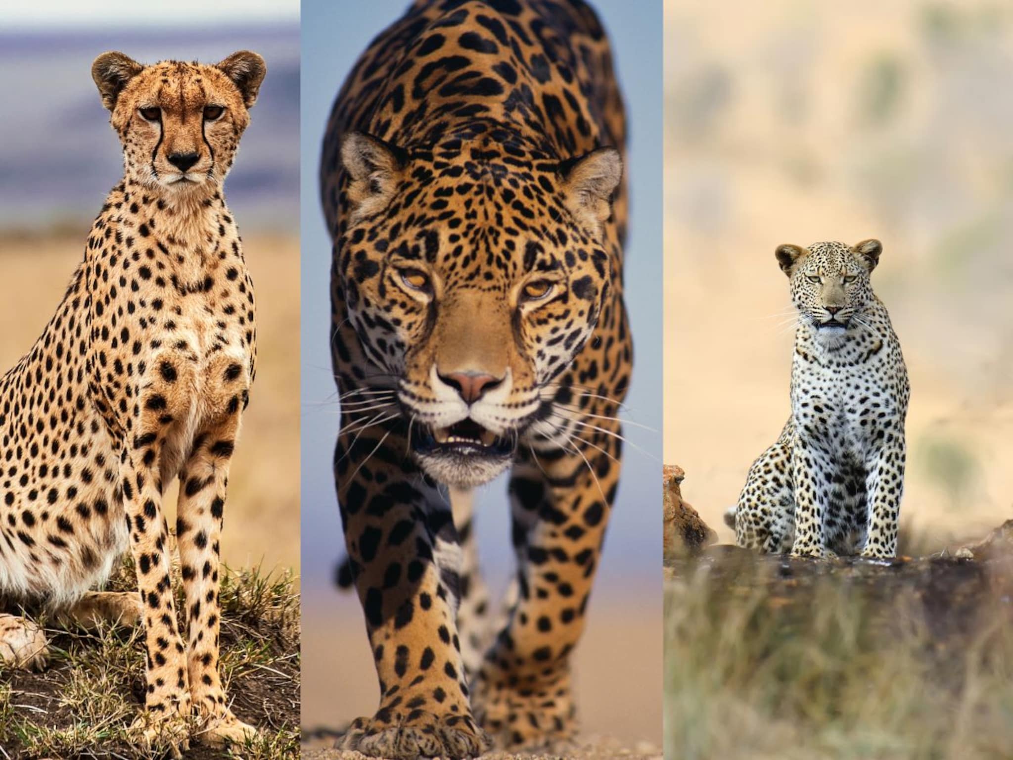 चित्ता, बिबट्या आणि जॅग्वारमध्ये काय फरक? 'या' 3 सोप्या ट्रिकने लगेच ओळखा प्राणी