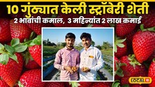 Success Story : मराठवाड्यातील 2 भावांची कमाल, 10 गुंठ्यात केली स्ट्रॉबेरी शेती, 3 महिन्यांत 2 लाख कमाई