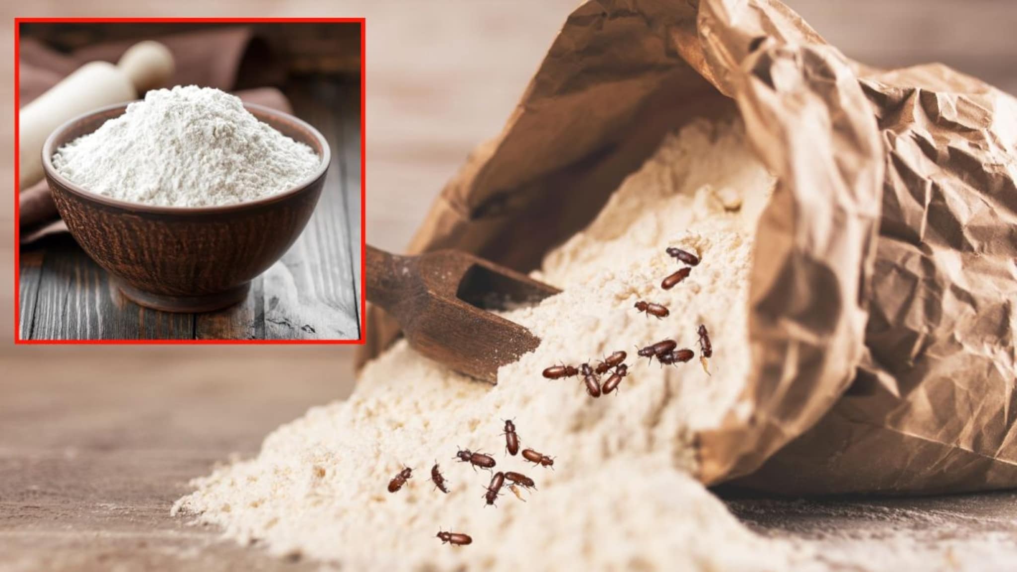 Kitchen Tips : गव्हाचं पीठ किंवा मैद्याला किडे लागतायत? फक्त 1 रुपयाच्या 3 उपायांनी 6 महिने ठेवा सुरक्षित