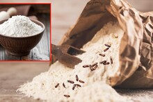 Kitchen Tips : गव्हाचं पीठ किंवा मैद्याला किडे लागतायत? फक्त 1 रुपयाच्या 3 उपायांनी 6 महिने ठेवा सुरक्षित