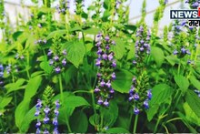 कमी पाणी, फक्त 15 हजार खर्च, शेतकऱ्यांची या पिकाला सर्वाधिक पसंती, करताय 3 लाखांपर्यंत कमाई