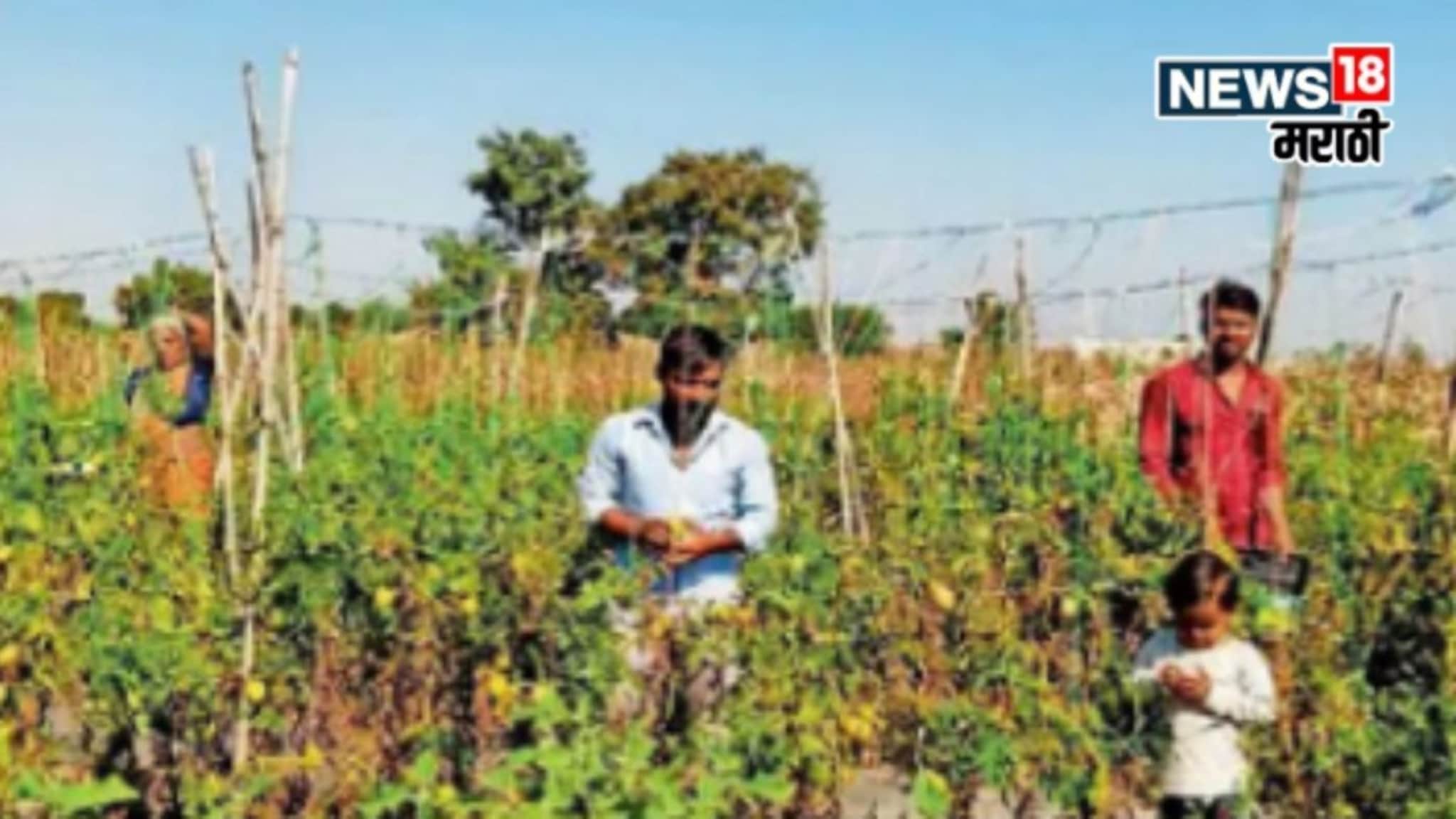 नाद केला! फक्त 20 गुंठे रान, 1000 रु कॅरेटला भाव, या पिकातून छ. संभाजीनगरचा शेतकरी झाला लखपती