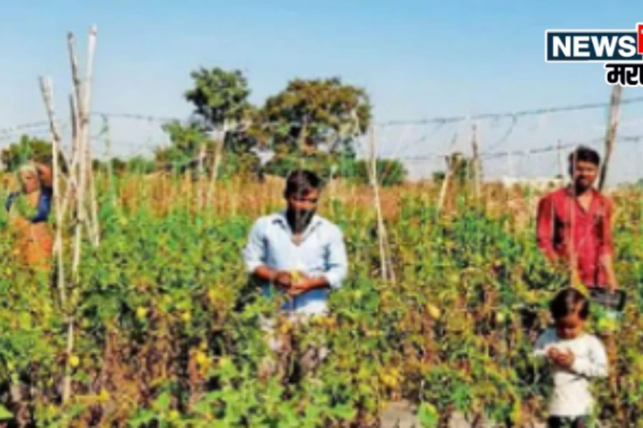 फक्त 20 गुंठे रान, या पिकातून छ. संभाजीनगरचा शेतकरी झाला लखपती फक्त 20 गुंठे रान, या पिकातून छ. संभाजीनगरचा शेतकरी झाला लखपती