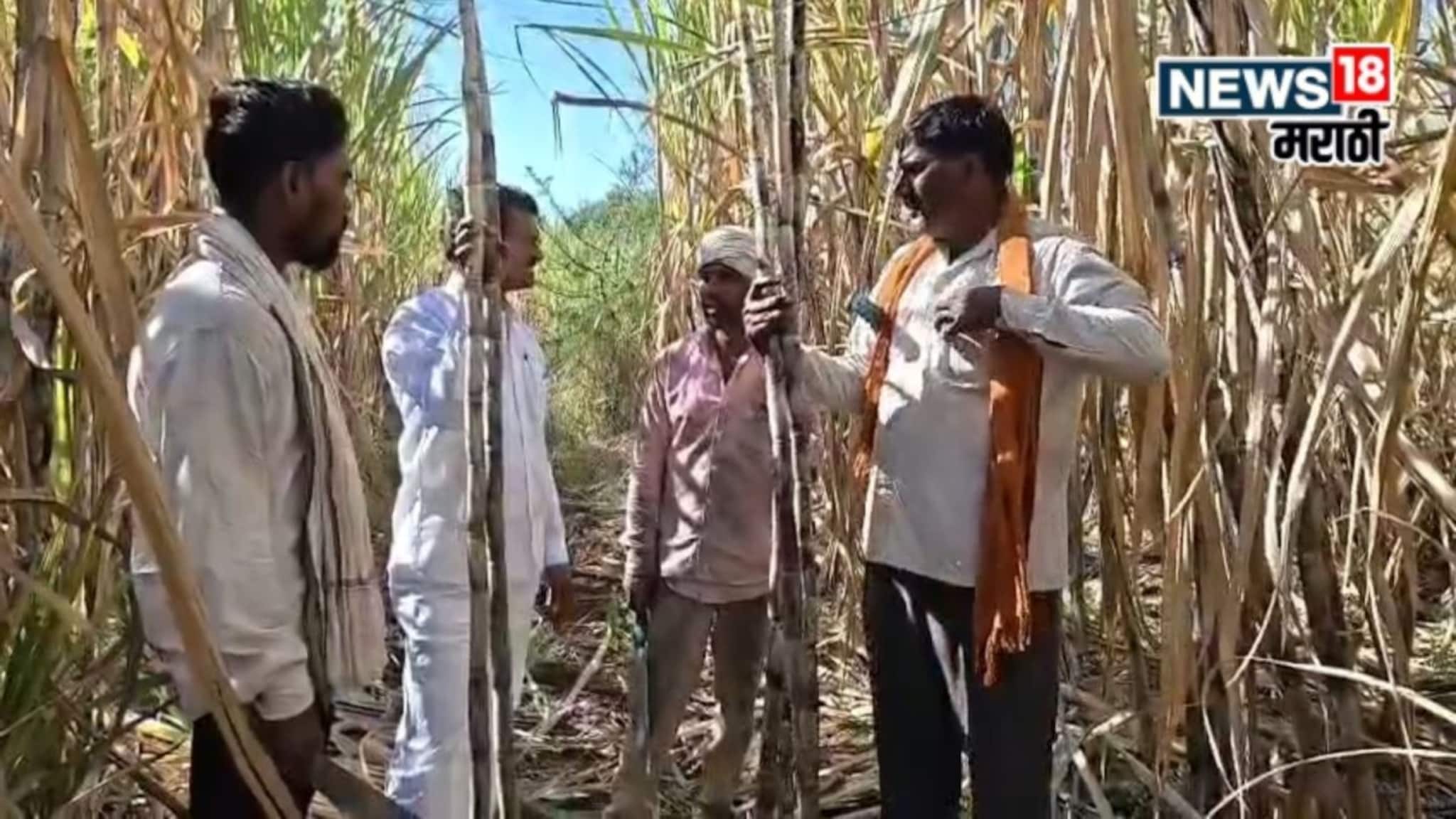 राज्यभर चर्चा! फक्त २० हजार रुपये खर्च, एकरी १२० टन उसाचं विक्रमी उत्पादन, शेतकरी भोसलेंचं झिरो बजेट मॉडेल आहे तरी काय?