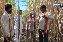 राज्यभर चर्चा! फक्त २० हजार रुपये खर्च, एकरी १२० टन उसाचं विक्रमी उत्पादन, शेतकरी भोसलेंचं झिरो बजेट मॉडेल आहे तरी काय?