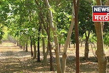 आयुष्यभराची कमाई एकदाच! कमी खर्चात एक एकरात हे ६०० रोपं लावा, ३० कोटीपर्यंत उत्पन्न मिळवा