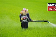 सकाळी पिकाला फवारणी करणं योग्य की अयोग्य? एक्स्पर्टचा सल्ला काय?