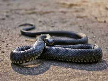 सापाने शेपटी मारली तरी होतो माणसाचा मृत्यू? तज्ज्ञानी उलगडलं माहिती नसलेलं रहस्य