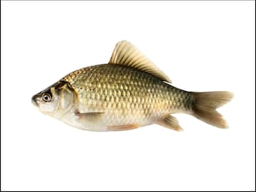 काट्यांमुळे मासे खात नाही? आता शास्त्रज्ञांनी शोधला विना काट्यांचा खास Fish
