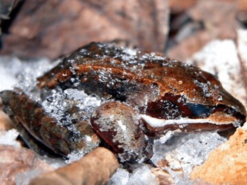 भयंकर थंडीतही मरत नाहीत हे 5 जीव! शरीराचा बर्फ झाला तरी जिवंत राहतात, कसं काय?