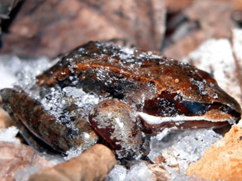 वुड फ्रॉग : हा उत्तर अमेरिकेतील प्राणी आहे. अलास्कामध्ये तो -5°F पेक्षा कमी तापमानात महिने टिकतो. हिवाळ्यात त्याच्या शरीरातील 65-70% पाणी गोठतं. यामुळे मेंदू, डोळे आणि हृदय गोठतं. त्याचा श्वास आणि हृदय थांबतं पण विशेष प्रथिने त्याच्या पेशींमधून पाणी बाहेर काढतात. ग्लुकोज नैसर्गिक अँटीफ्रीझ म्हणून काम करतं. वसंत ऋतूमध्ये तो वितळतो आणि पुन्हा उडी मारू लागतो जणू काही काहीच घडलंच नाही. वुड फ्रॉग : हा उत्तर अमेरिकेतील प्राणी आहे. अलास्कामध्ये तो -5°F पेक्षा कमी तापमानात महिने टिकतो. हिवाळ्यात त्याच्या शरीरातील 65-70% पाणी गोठतं. यामुळे मेंदू, डोळे आणि हृदय गोठतं. त्याचा श्वास आणि हृदय थांबतं पण विशेष प्रथिने त्याच्या पेशींमधून पाणी बाहेर काढतात. ग्लुकोज नैसर्गिक अँटीफ्रीझ म्हणून काम करतं. वसंत ऋतूमध्ये तो वितळतो आणि पुन्हा उडी मारू लागतो जणू काही काहीच घडलंच नाही.