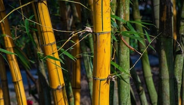 कोणत्या शहराला सिटी ऑफ बांबू म्हणतात? सुई ते घरापर्यंत सर्व काही बनतं बांबूपासून कोणत्या शहराला सिटी ऑफ बांबू म्हणतात? सुई ते घरापर्यंत सर्व काही बनतं बांबूपासून