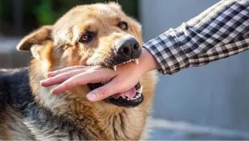 भटके कुत्रे मागे लागले तर आधी 'ही' गोष्ट करा, छोट्याशा युक्तीने वाचेल तुमचा जीव!