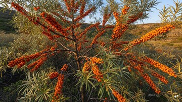 डोंगरांतील 'या' ऑरेंज फ्रूटचे चाहते आहेत पंतप्रधान मोदी, दिला रोज खाण्याचा सल्ला