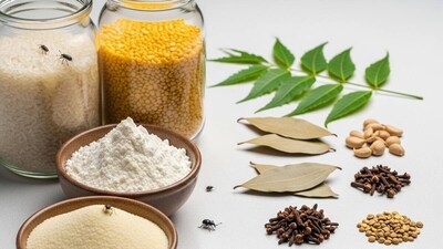 डाळ-चावल में नहीं लगेंगे कीड़े! इन आसान तरीकों से पाएं स्थायी समाधान.