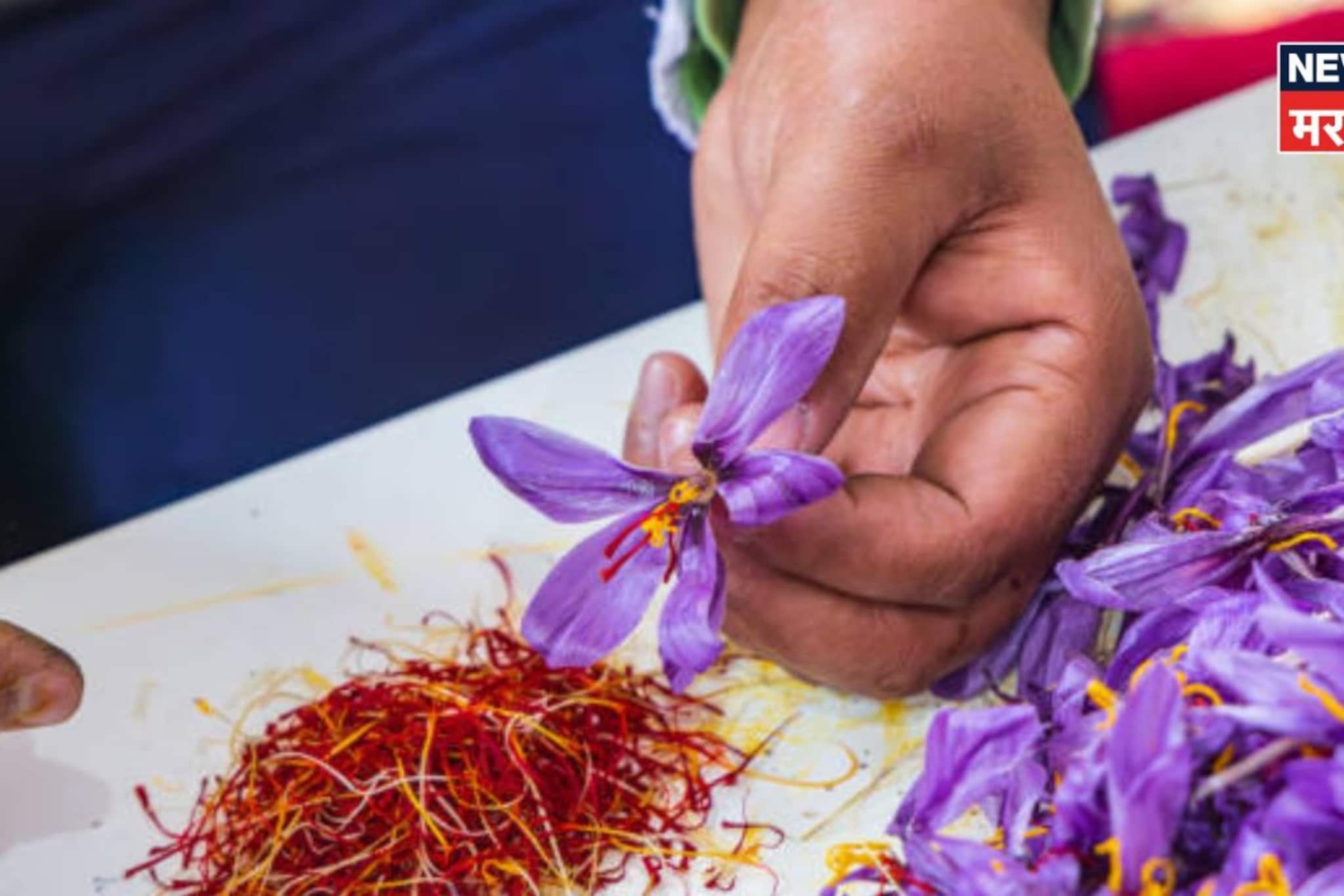 १०×१० च्या रूममध्ये सुरू करा शेती, किलोला ४ लाखापर्यंत भाव, कराल बक्कळ कमाई